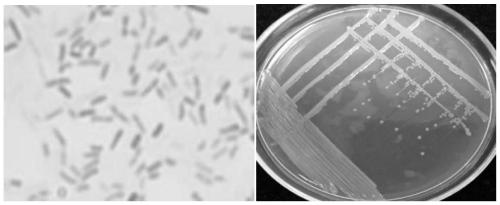 Method for efficiently reducing hexavalent chromium in water and recovering chromium through waste molasses and bacteria