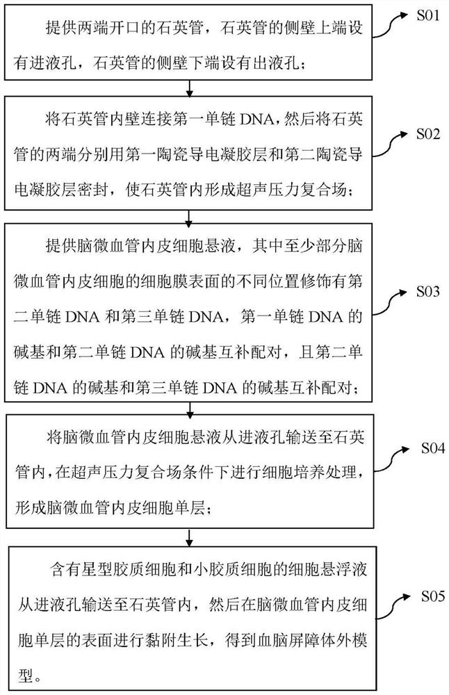 Blood brain barrier in-vitro model and preparation method thereof