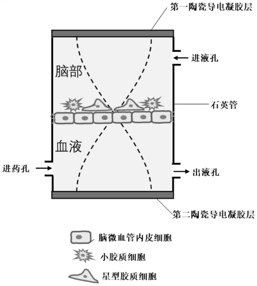 Blood brain barrier in-vitro model and preparation method thereof