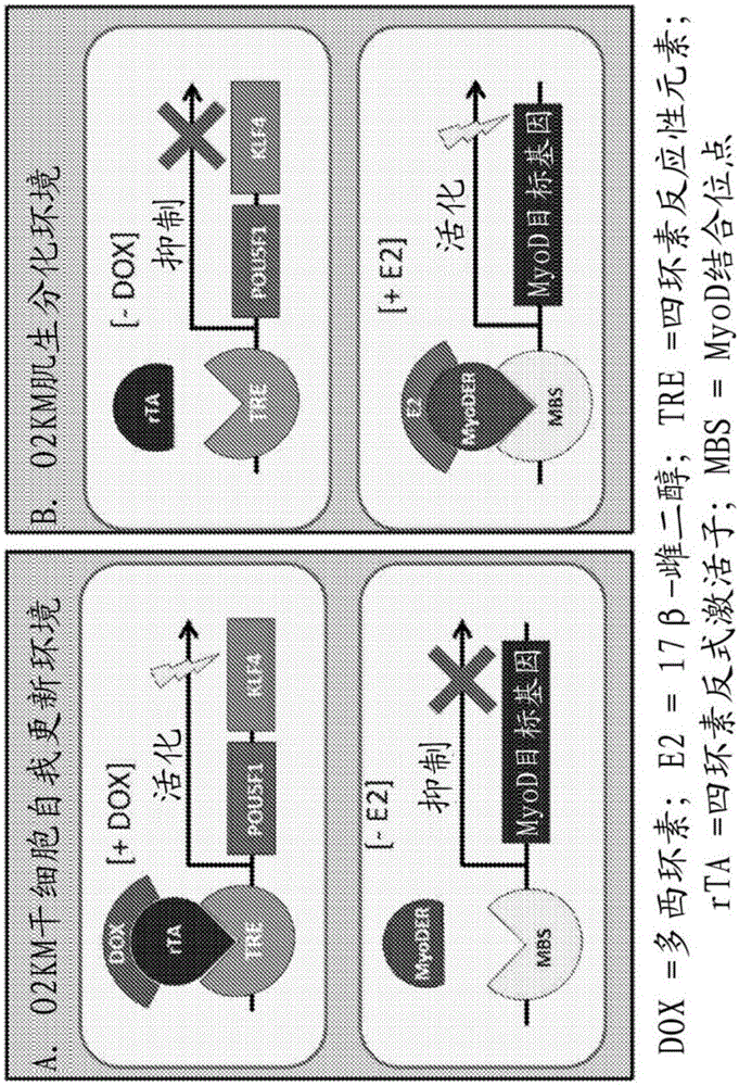Method for scalable skeletal muscle lineage specification and cultivation