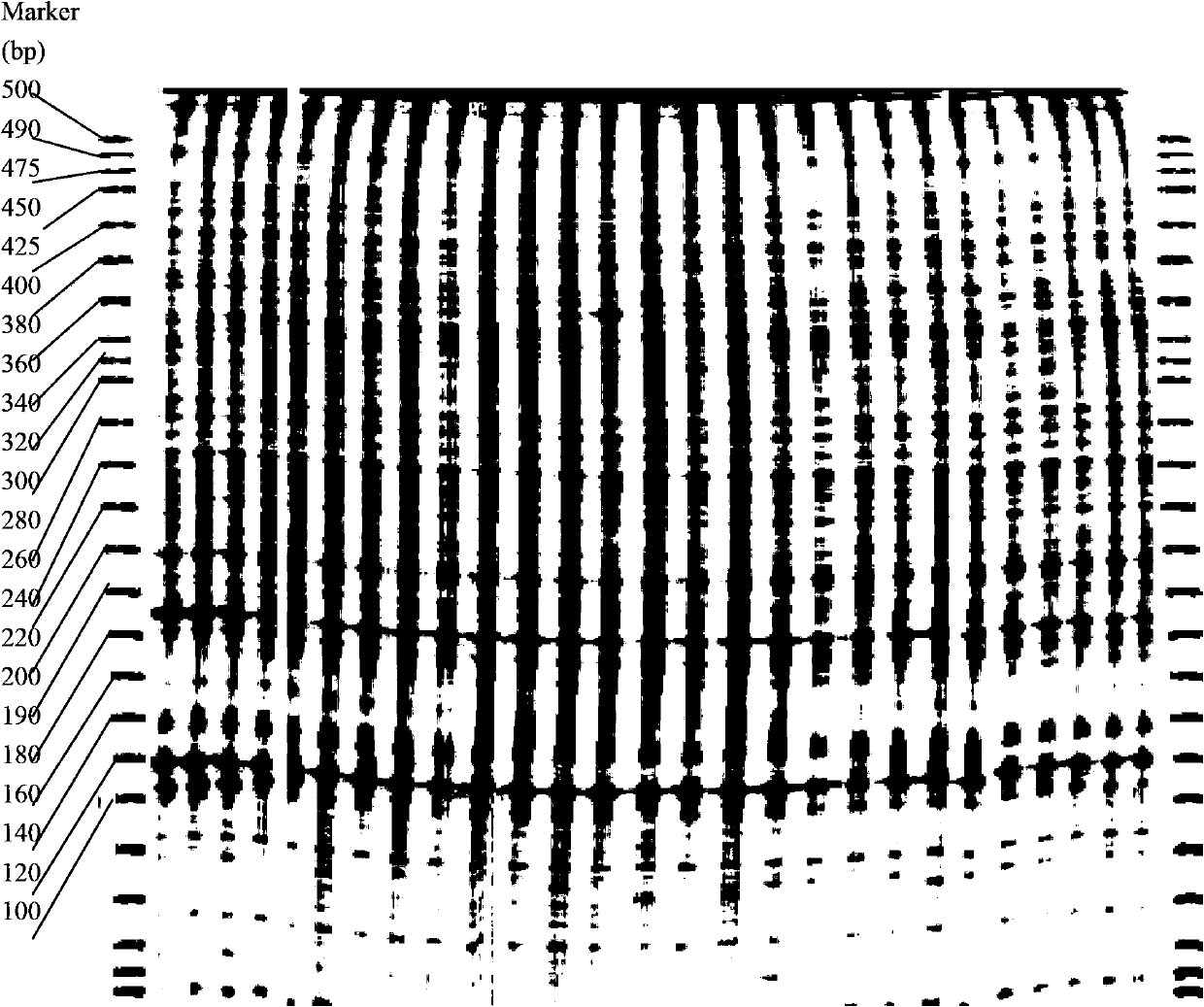 Method for quickly and accurately identifying brewing barley variety by utilizing DNA (Deoxyribose Nucleic Acid)-AFLP (Amplified Fragment Length Polymorphism)