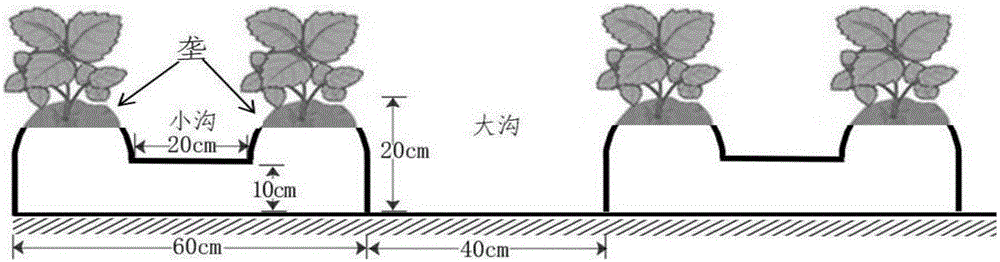 Method for planting potatoes in dry land in all-film mulching ridging micro-furrow mode
