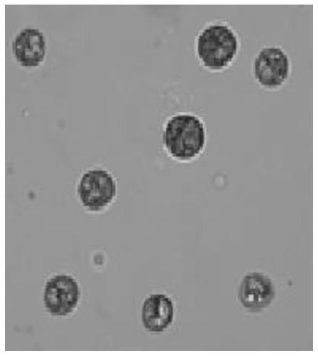 Cultivation method of heat-resistant zooxanthellae