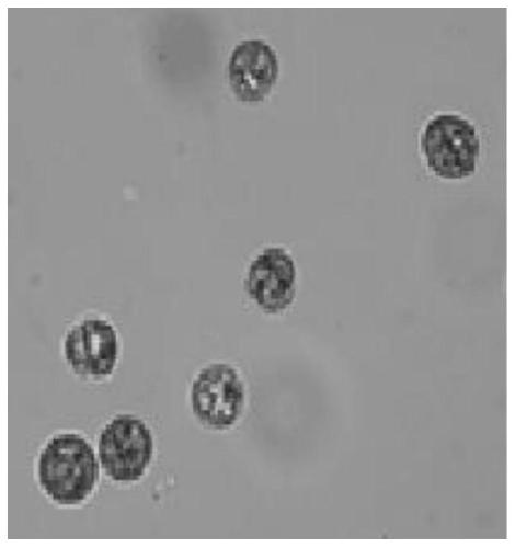 Cultivation method of heat-resistant zooxanthellae