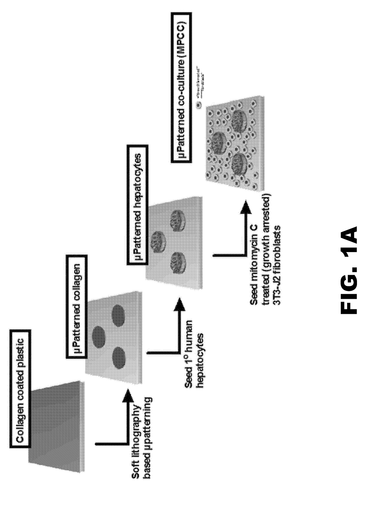 Compositions and methods for increasing hepatocyte functional lifetime in vitro