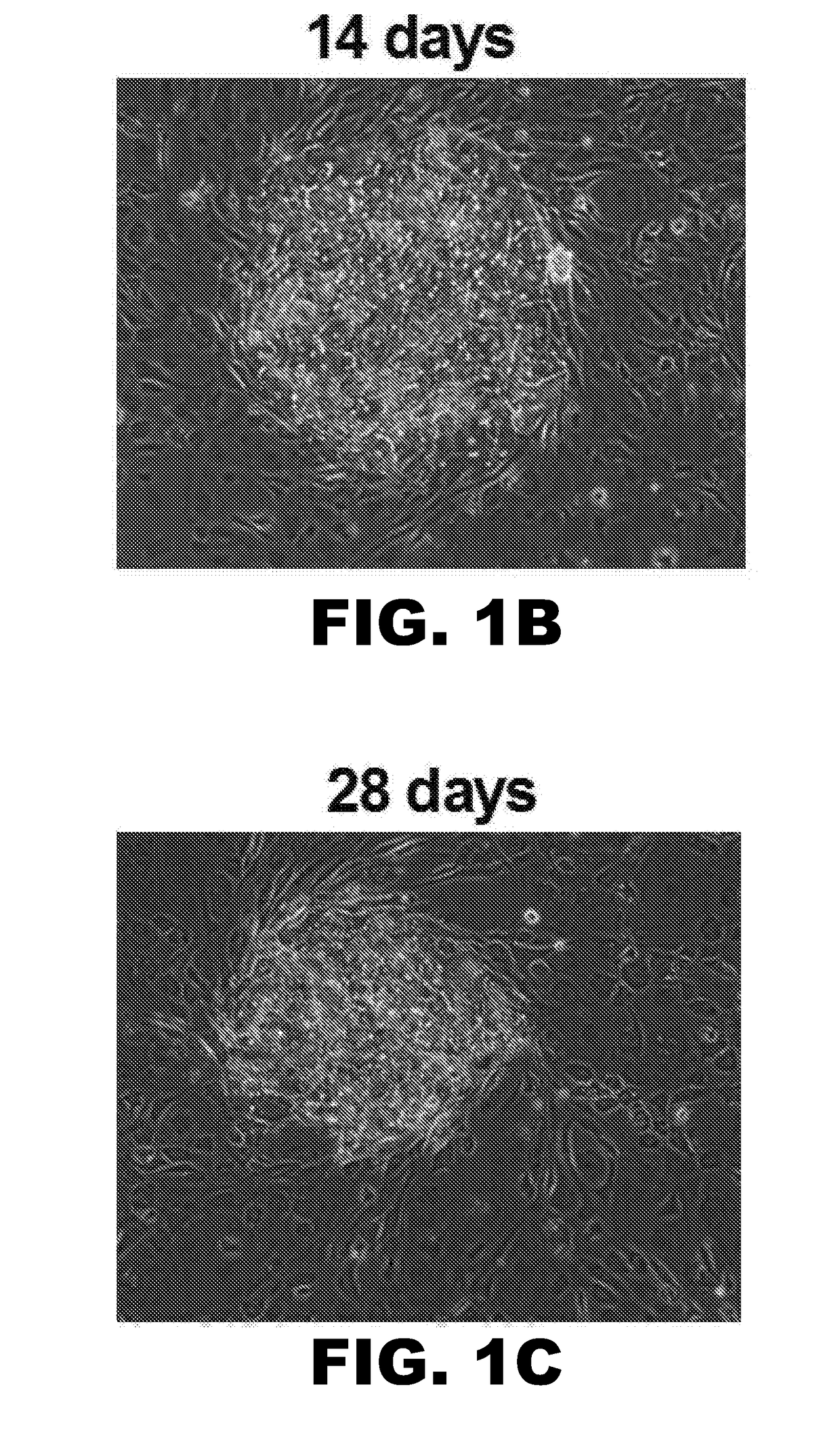 Compositions and methods for increasing hepatocyte functional lifetime in vitro