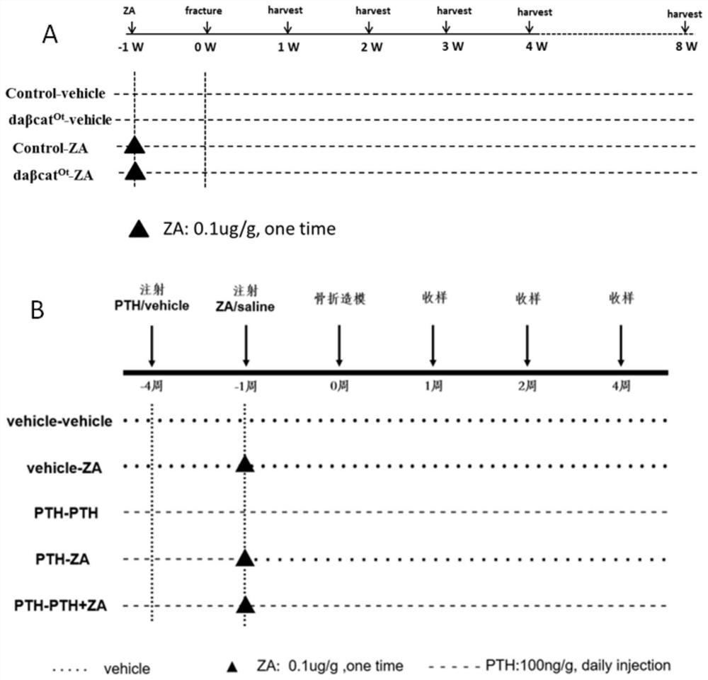 Application of bone cell Wnt activator in preparation of medicine for accelerating fracture healing and preventing and treating bone nonunion and non-movement or weightless bone loss