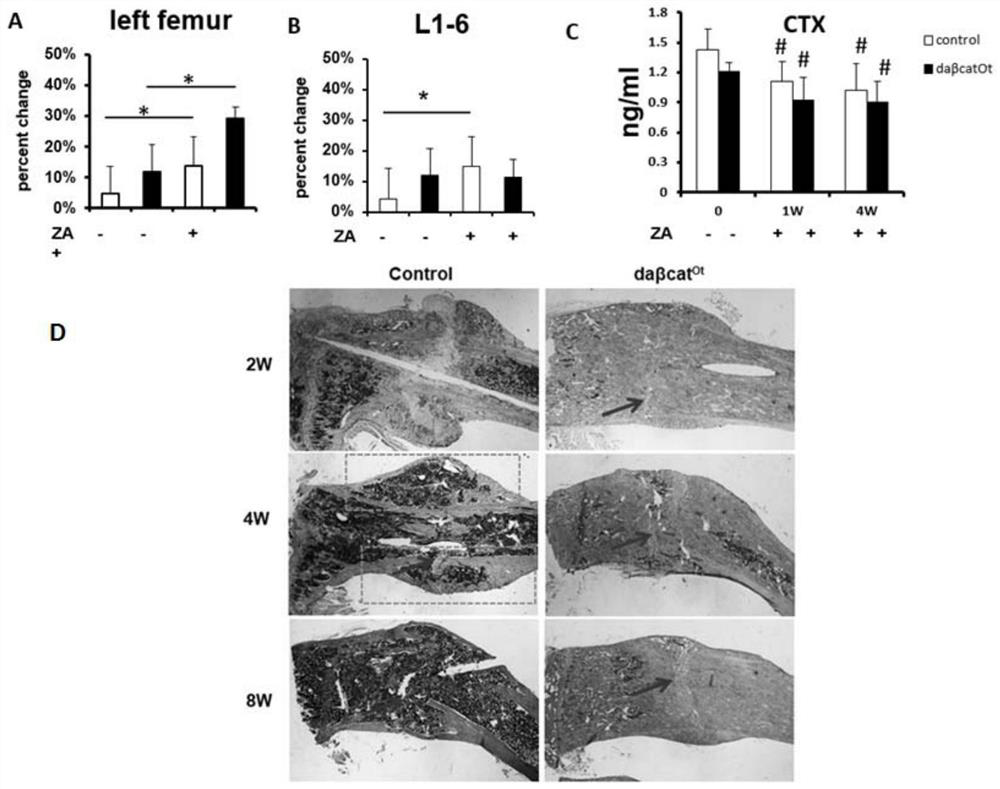 Application of bone cell Wnt activator in preparation of medicine for accelerating fracture healing and preventing and treating bone nonunion and non-movement or weightless bone loss