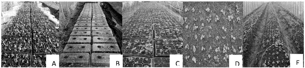 Improved method for factory transplanting Chinese yam tissue culture seedlings and cultivating seed yams