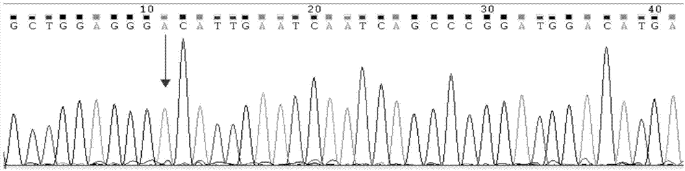 Primer, probe, locked nucleic acid probe, kit and detection method for detecting PDGFRA gene hotspot mutation
