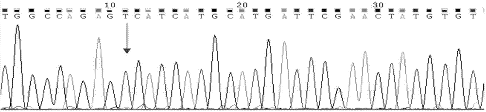 Primer, probe, locked nucleic acid probe, kit and detection method for detecting PDGFRA gene hotspot mutation