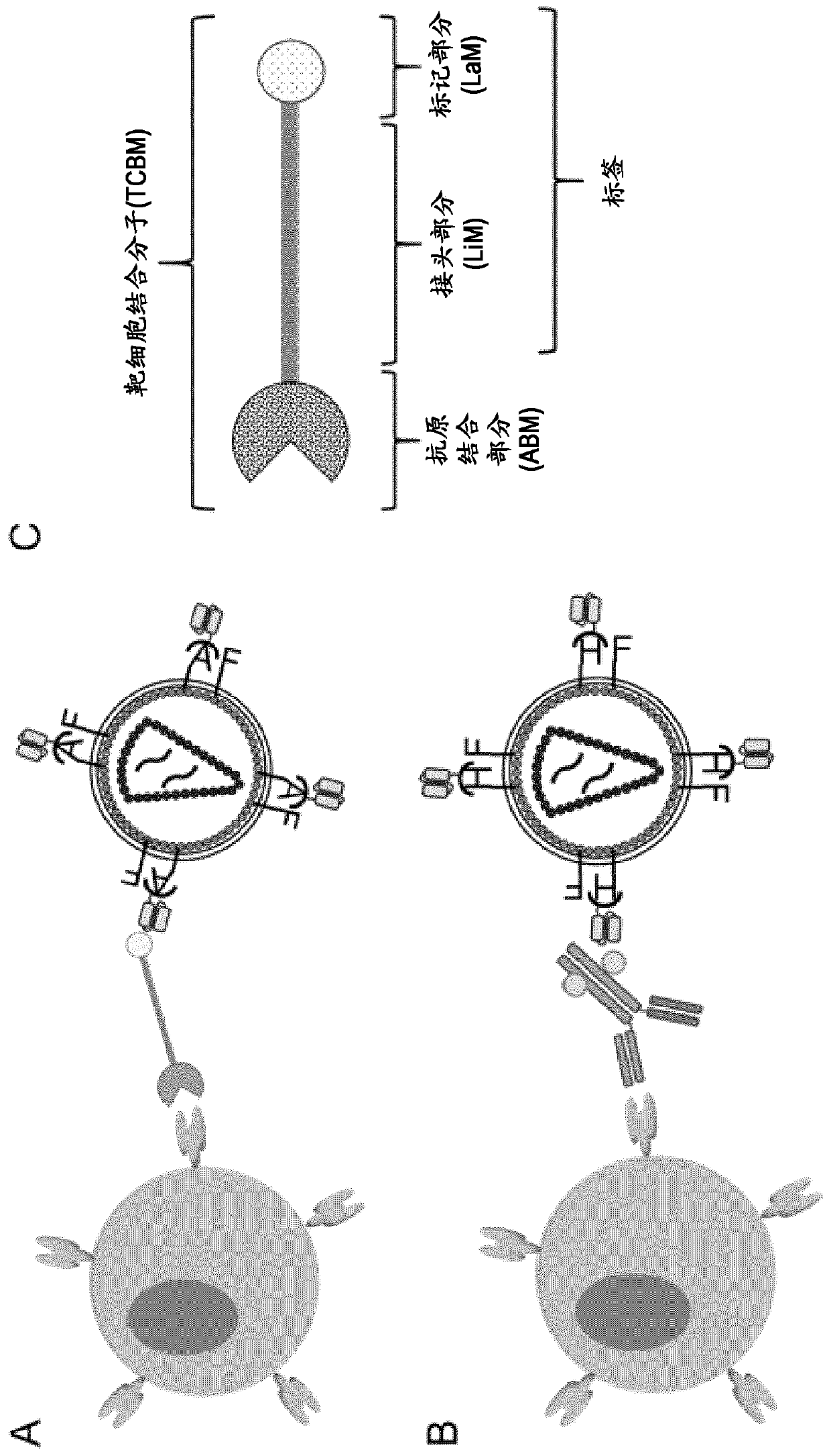 Adapter-based retroviral vector system for the selective transduction of target cells