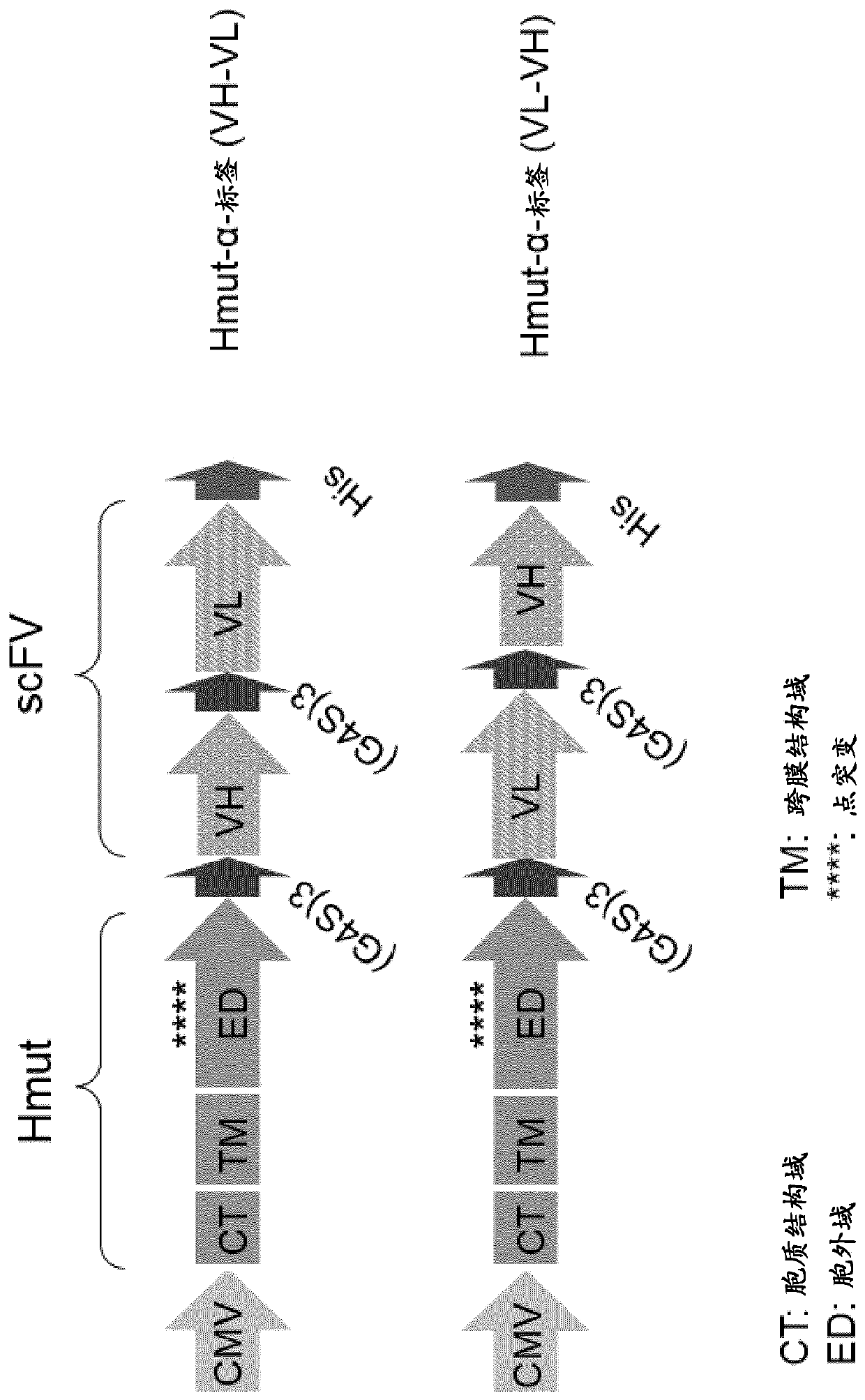 Adapter-based retroviral vector system for the selective transduction of target cells