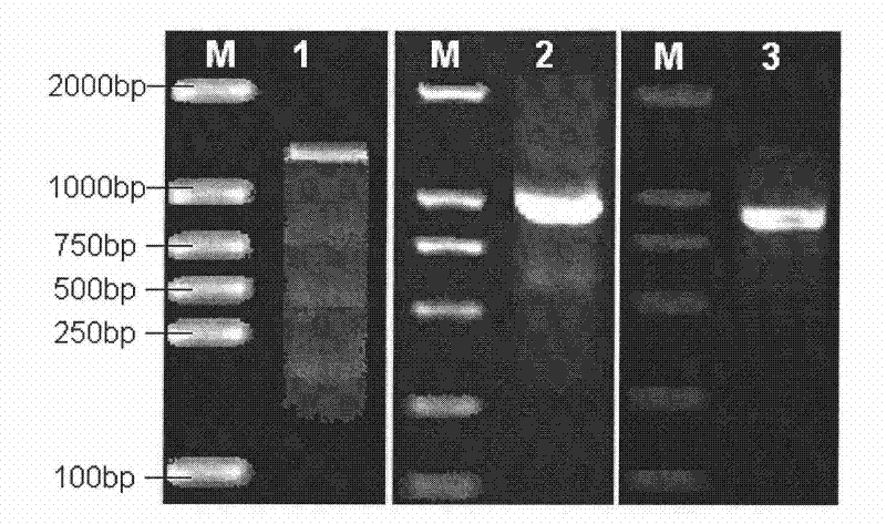Plant promoter related to photoperiod and application thereof