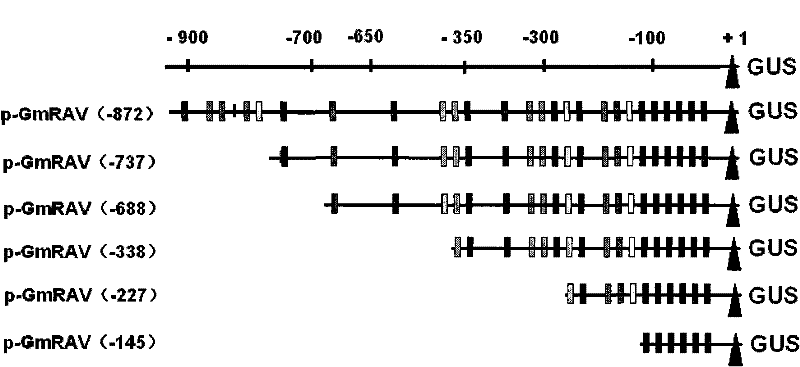 Plant promoter related to photoperiod and application thereof