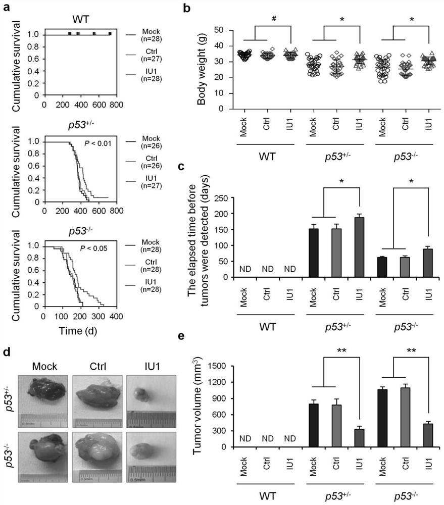 Application of iu1 in the preparation of drugs for the treatment of p53-deficient tumors