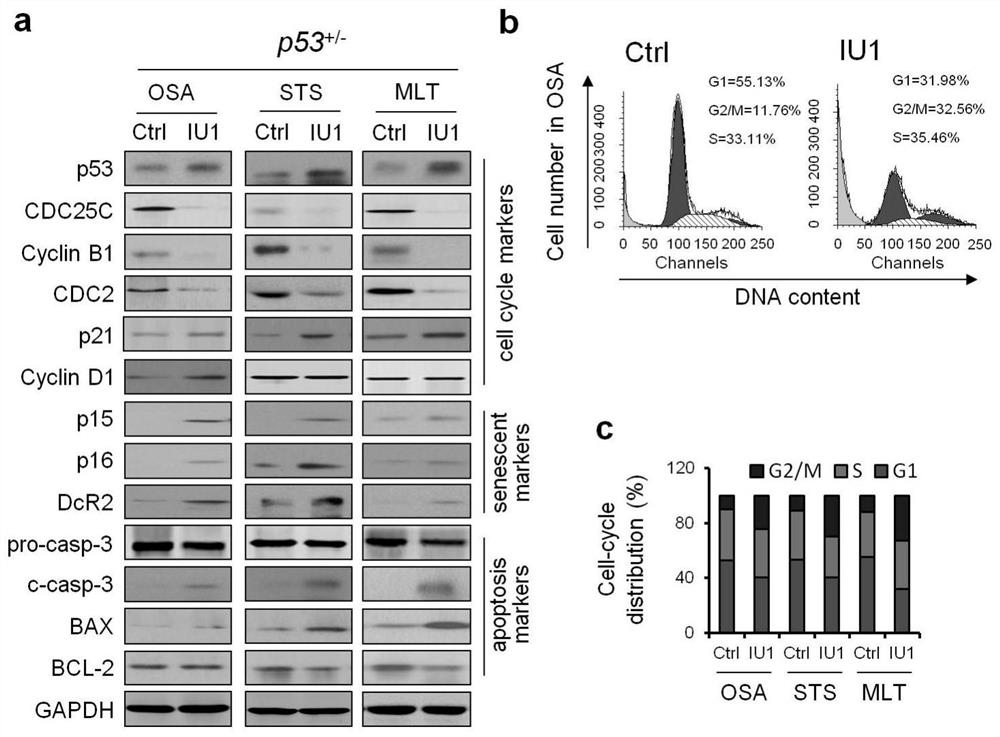Application of iu1 in the preparation of drugs for the treatment of p53-deficient tumors