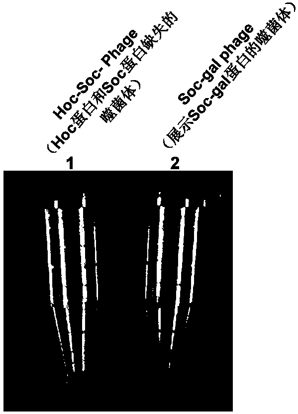 A method for displaying foreign protein macromolecules on the surface of t4 bacteriophage using the intracellular synchronous expression method