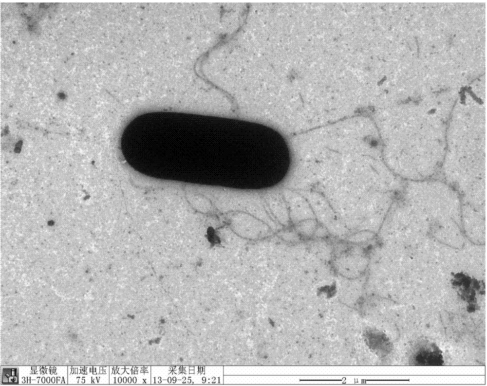 Bacillus having ethanethiol degradation ability and application thereof ...