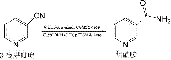 Vaporophage bacterium cgmcc4969 and its application in the biotransformation of 3-cyanopyridine to nicotinamide