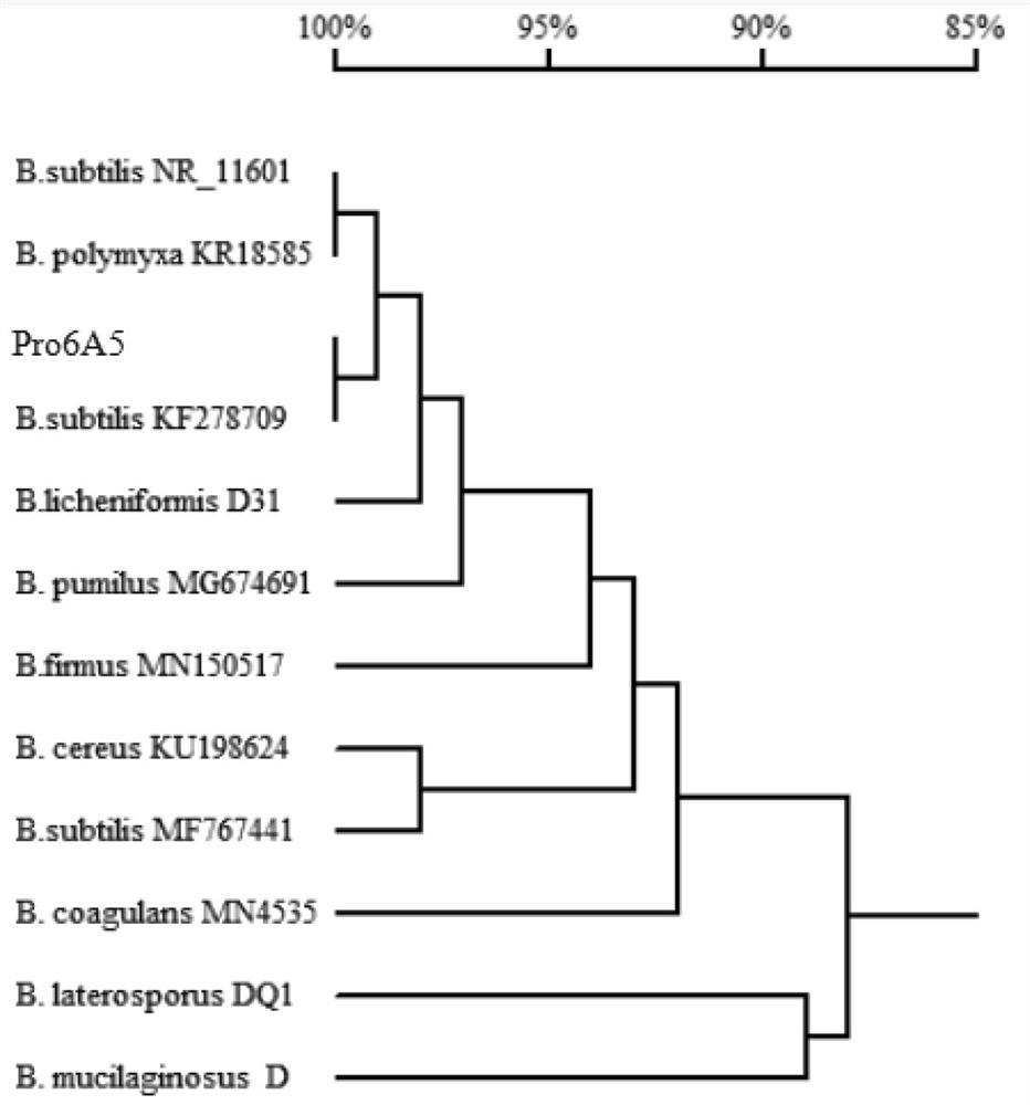 Bacillus subtilis pro6a5, its bacterial agent and preparation method and application in melon cultivation