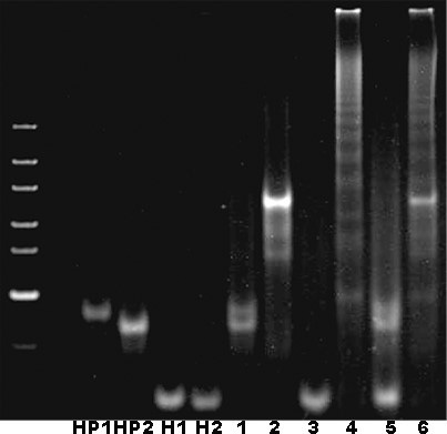 A visualized sensor for live-cell imaging of circRNA based on nucleic acid self-assembly without enzyme catalysis