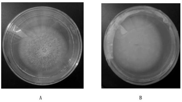 A kind of aspergillus fungal strain and application thereof