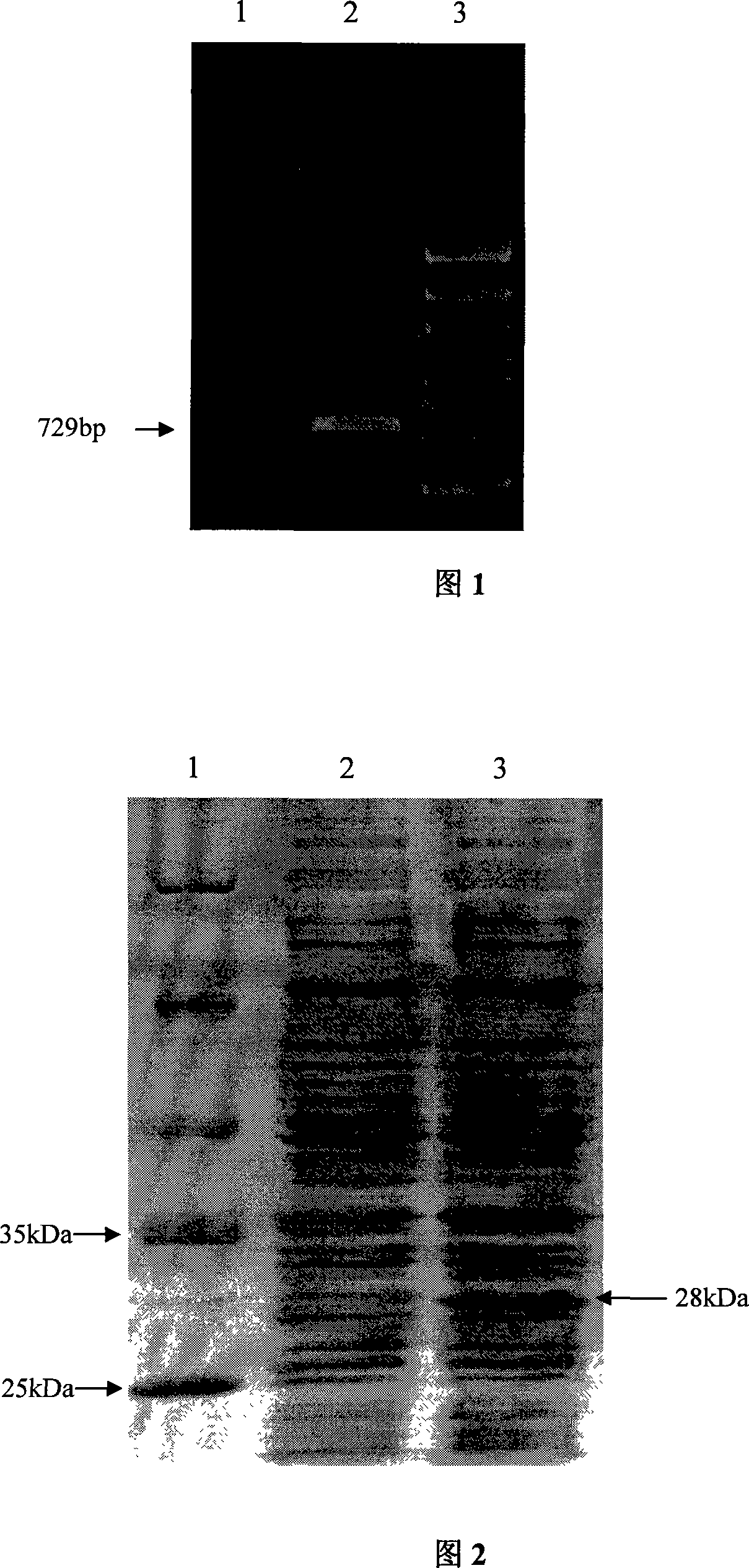 Infectivity resistant bursal disease virus VP4 protein monoclonal antibody