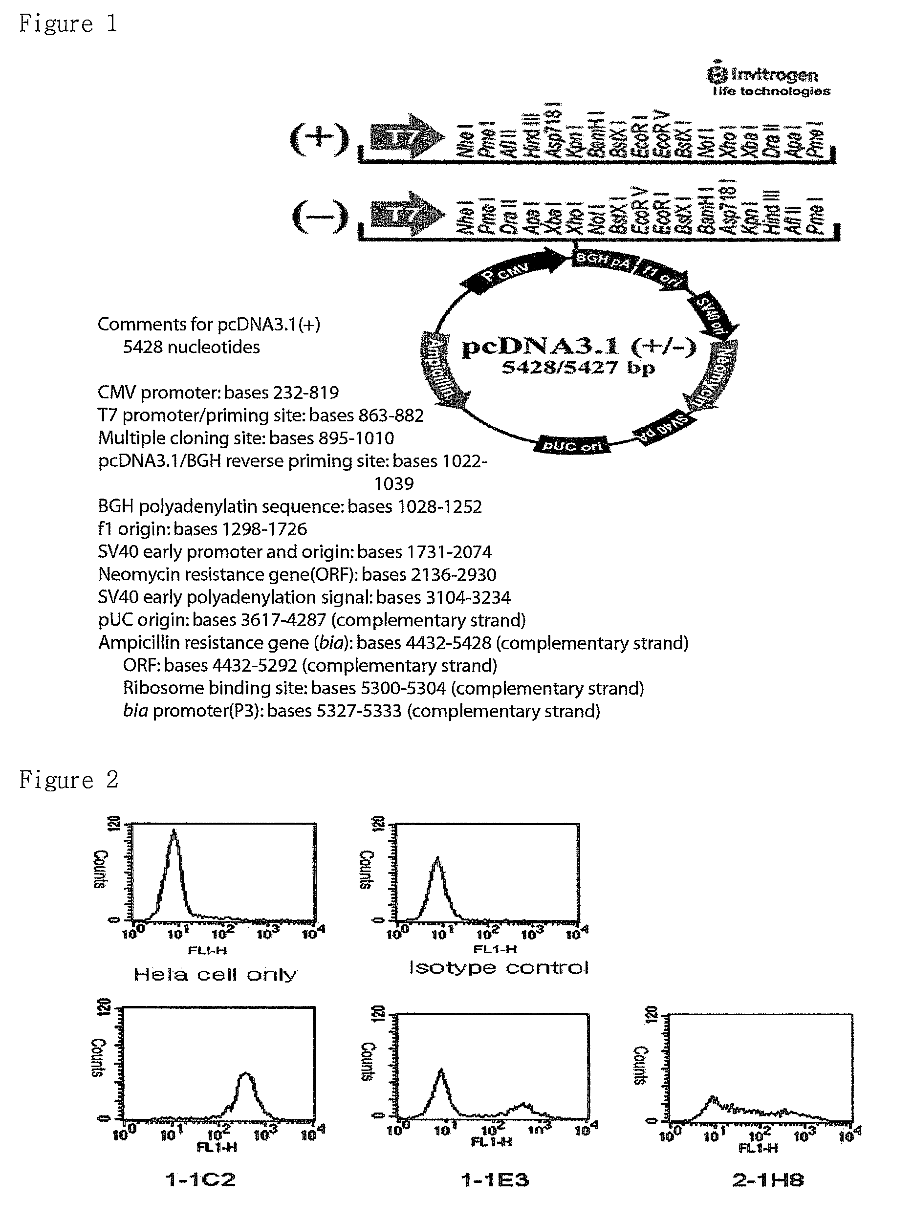 Anti-IRC85 monoclonal antibody; and composition comprising the same for preventing and treating tuberculosis or enteritis disease; and the use thereof