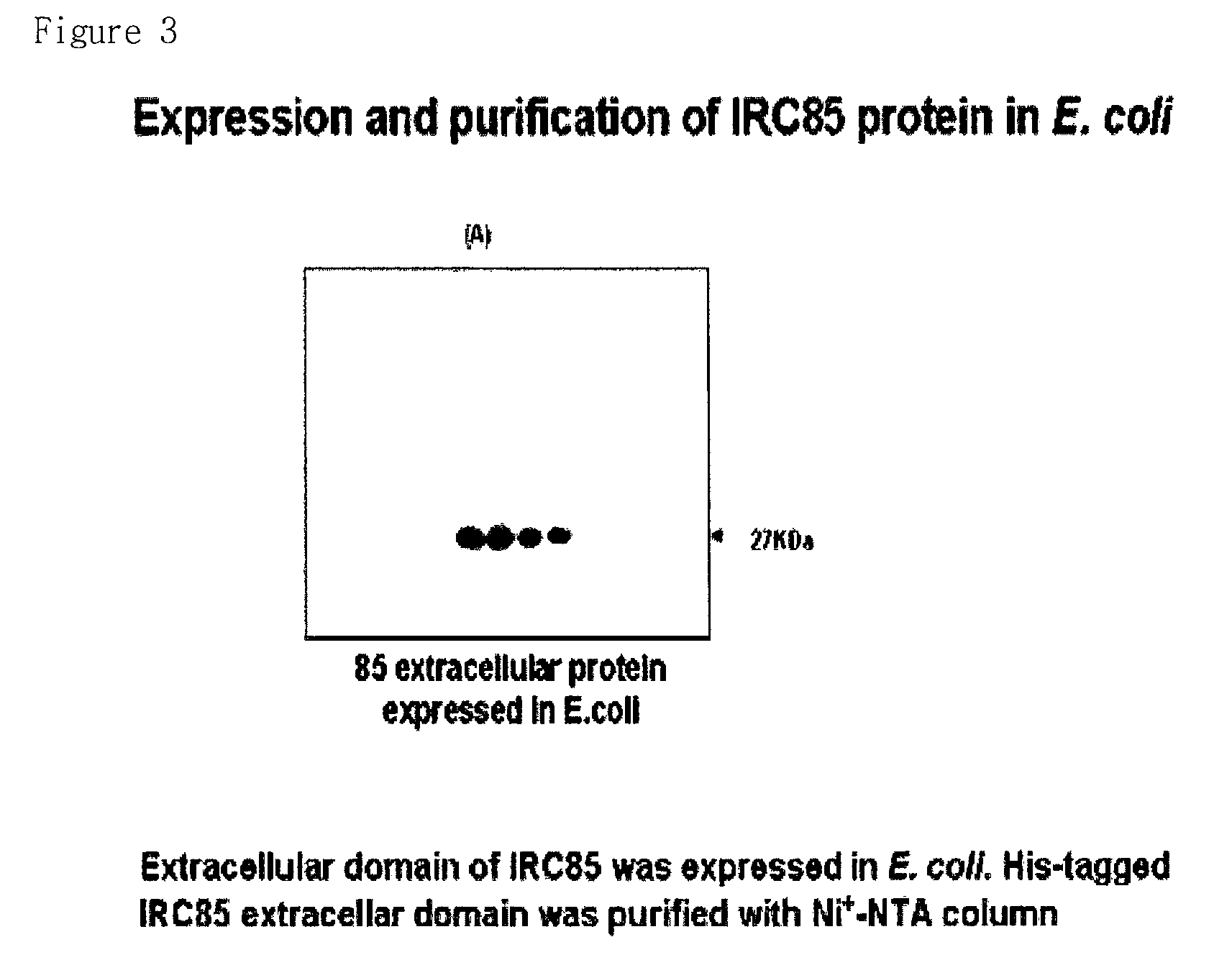 Anti-IRC85 monoclonal antibody; and composition comprising the same for preventing and treating tuberculosis or enteritis disease; and the use thereof