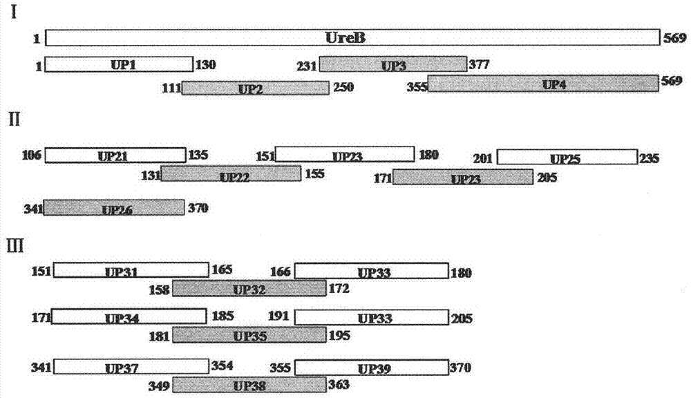 Helicobacter pylori urease B antigen epitope polypeptide and application thereof