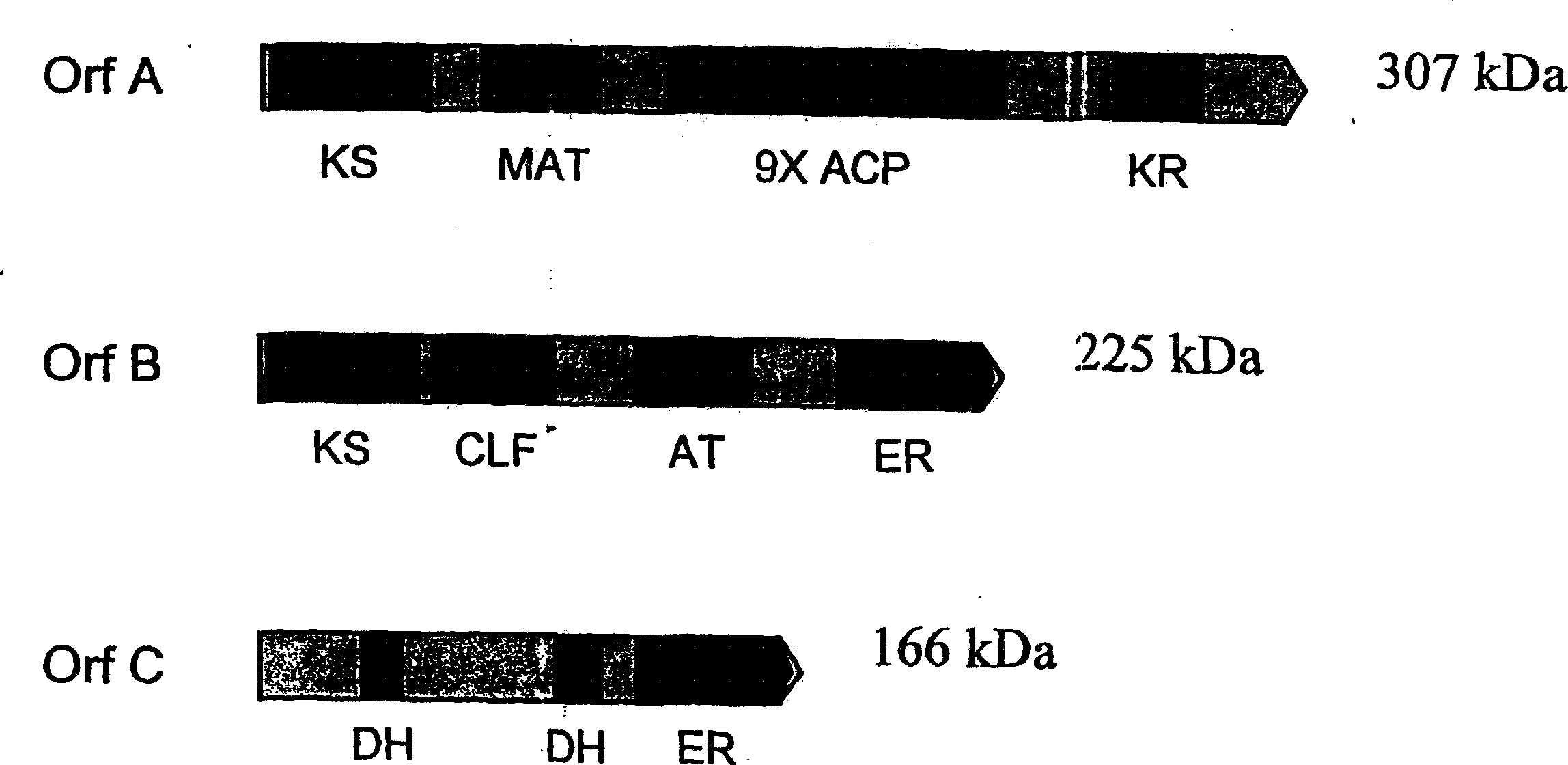 PUFA polyketide synthase systems and uses thereof