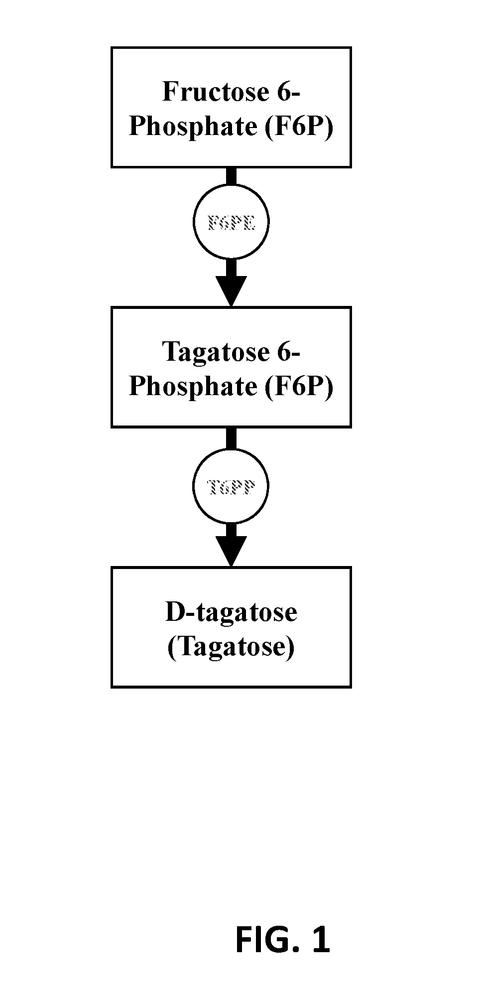 Enzymatic synthesis of d-tagatose