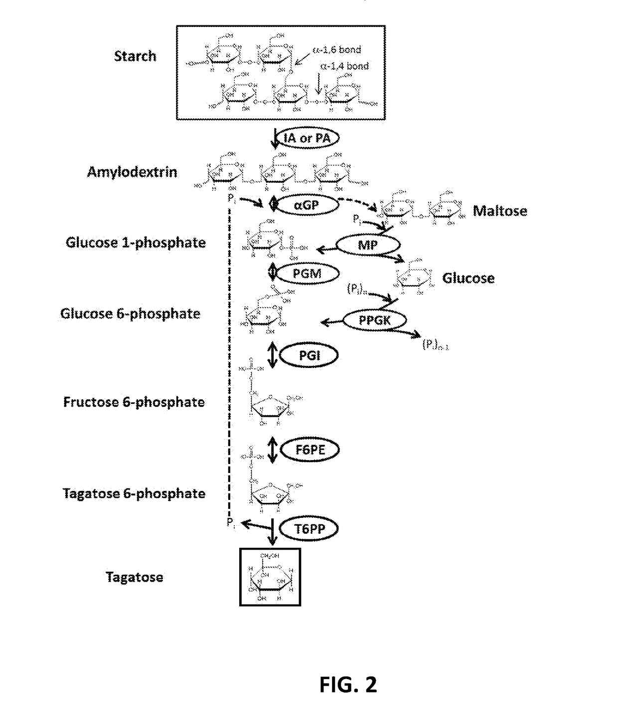 Enzymatic synthesis of d-tagatose