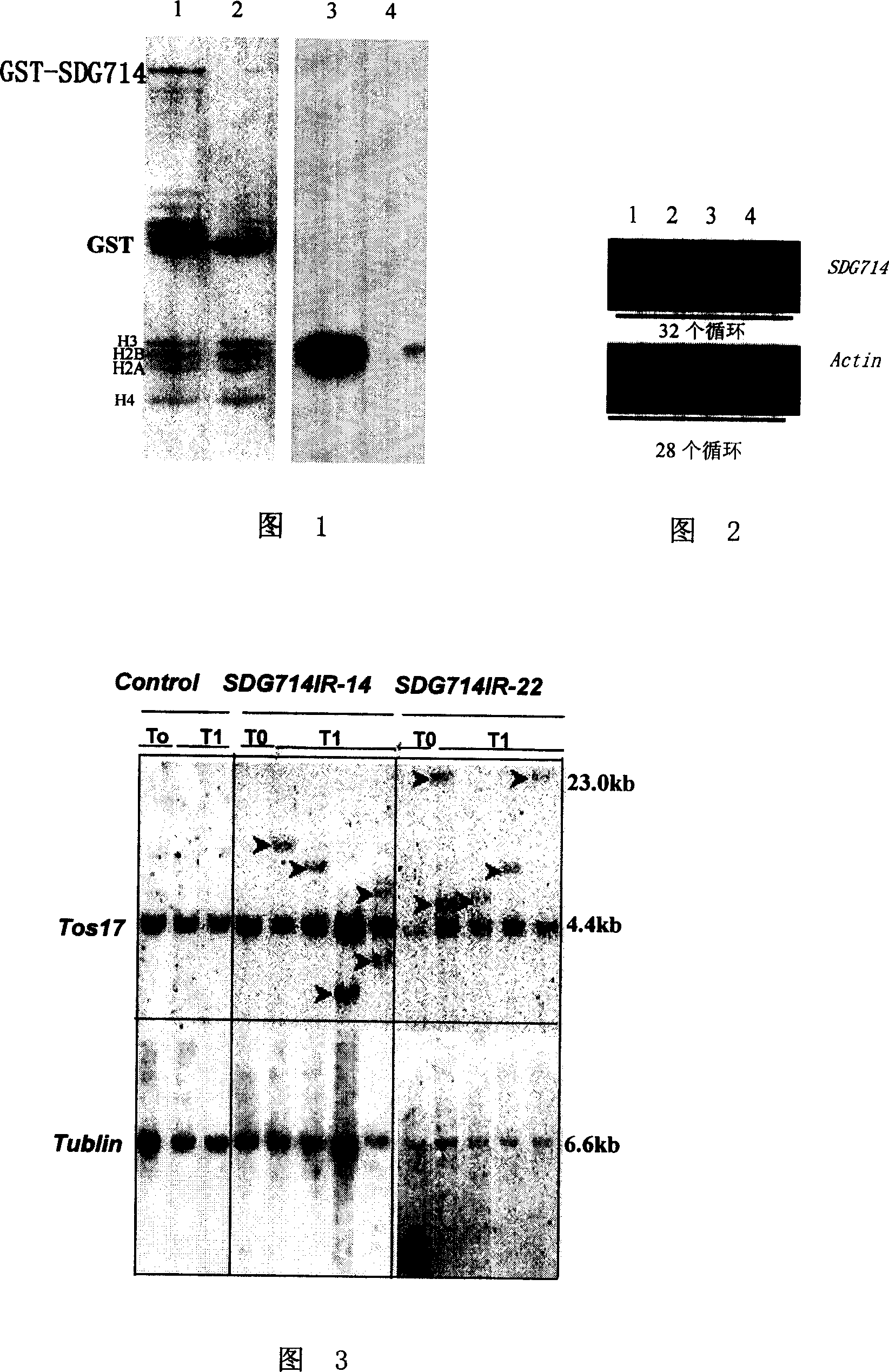 Histone methylated transferase and its encoding gene and application