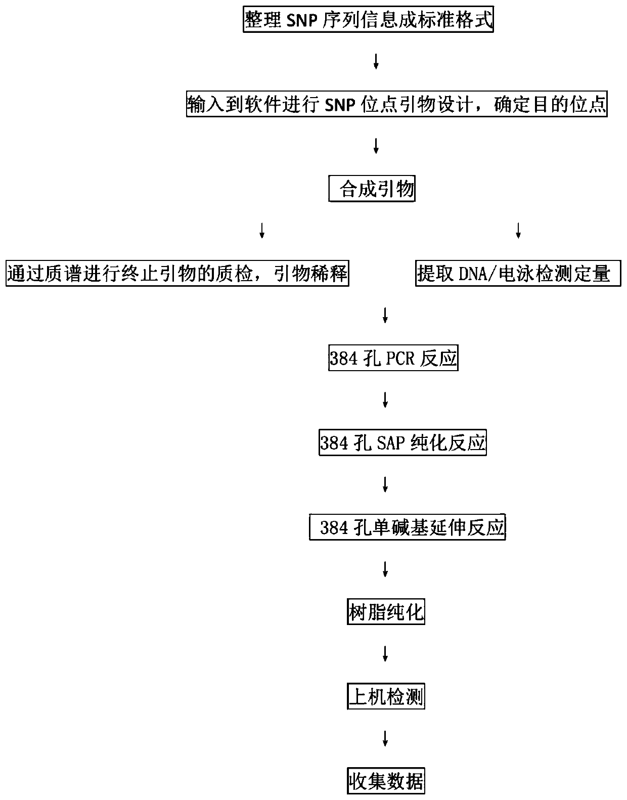 Skin whitening capability gene detection primer combination and application thereof