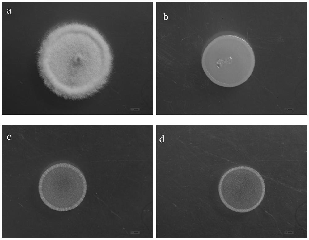 Escherichia coli metabolic crude extract and its preparation method and application