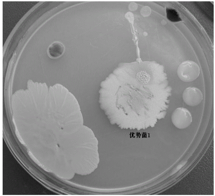 A strain of Bacillus pumilus and its application