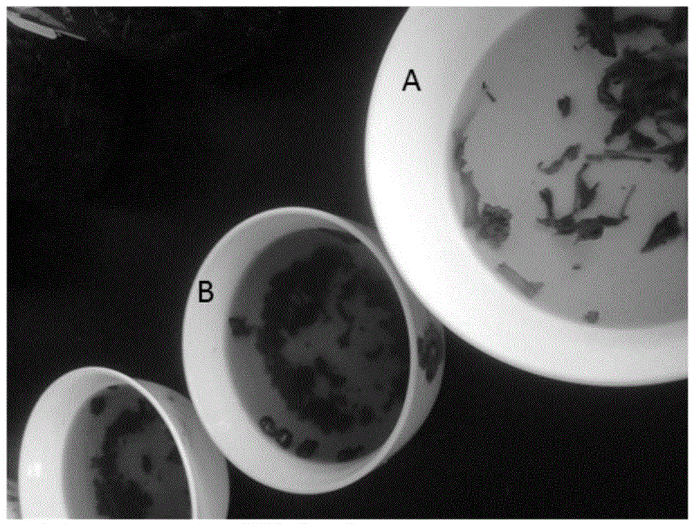 A strain of Bacillus pumilus and its application