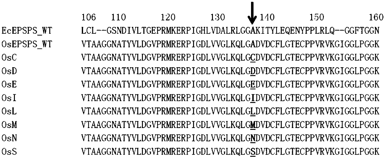 Plant EPSPS mutant containing A138X1 and L195X2 mutation and coding genes and application of plant EPSPS mutant