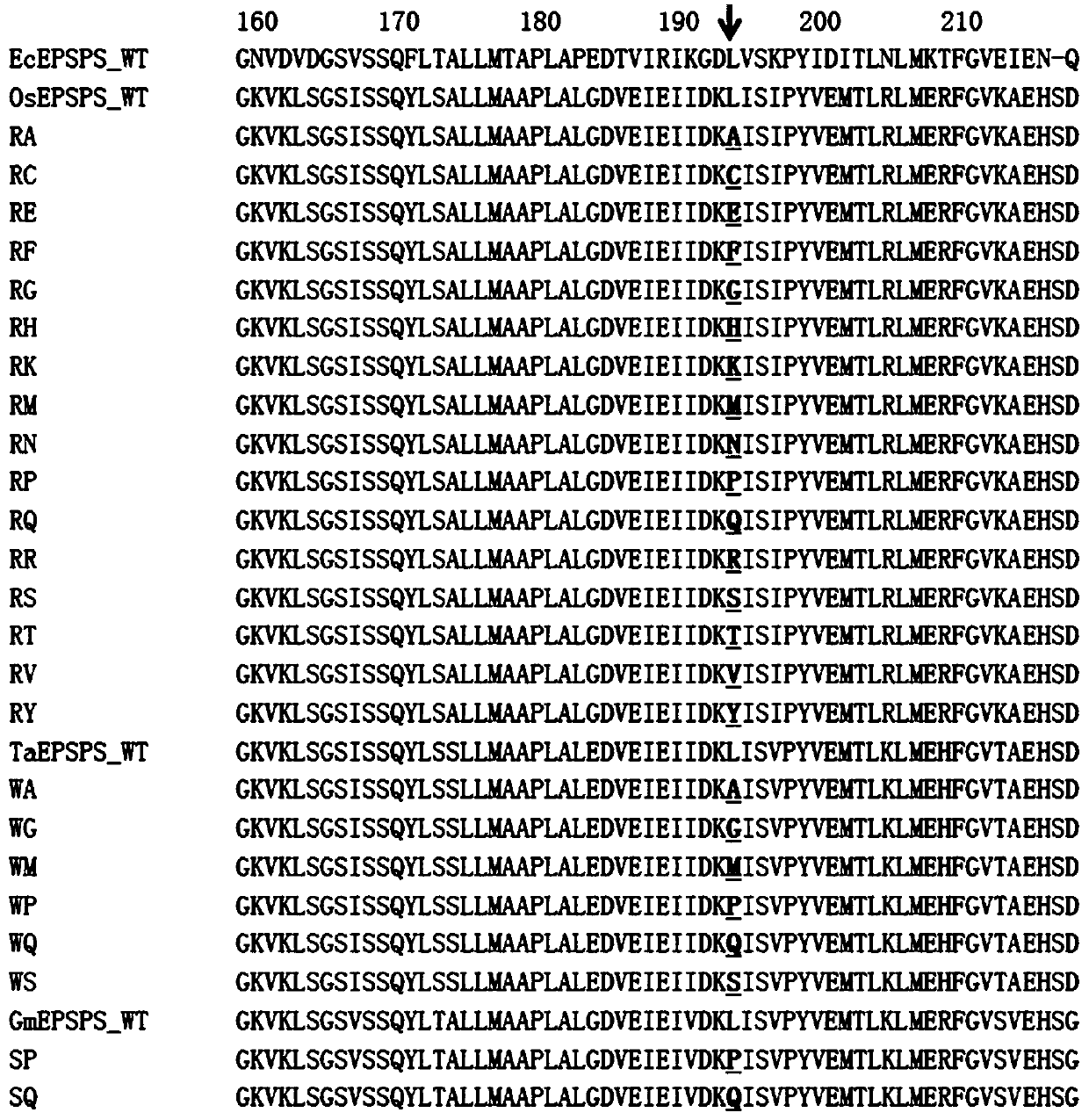 Plant EPSPS mutant containing A138X1 and L195X2 mutation and coding genes and application of plant EPSPS mutant