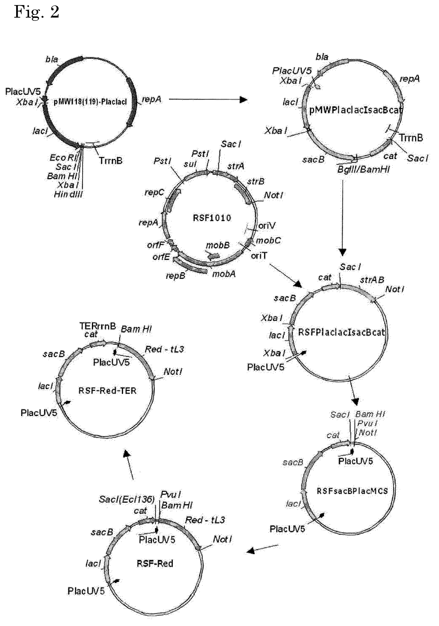 L-amino acid producing microorganism and a method for producing an L-amino acid