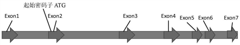 A kind of cho cell line knocking out gs gene and its preparation method and application