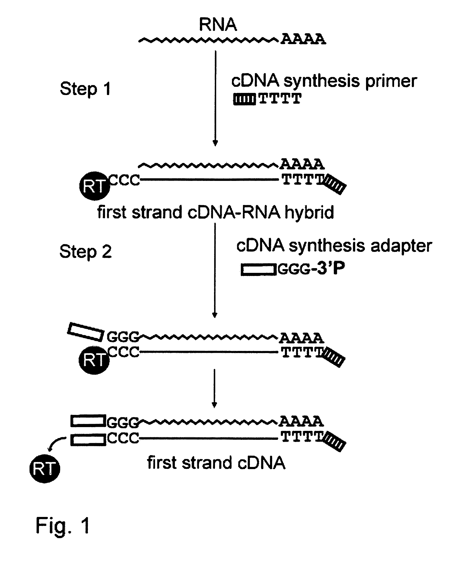 Methods of cDNA preparation