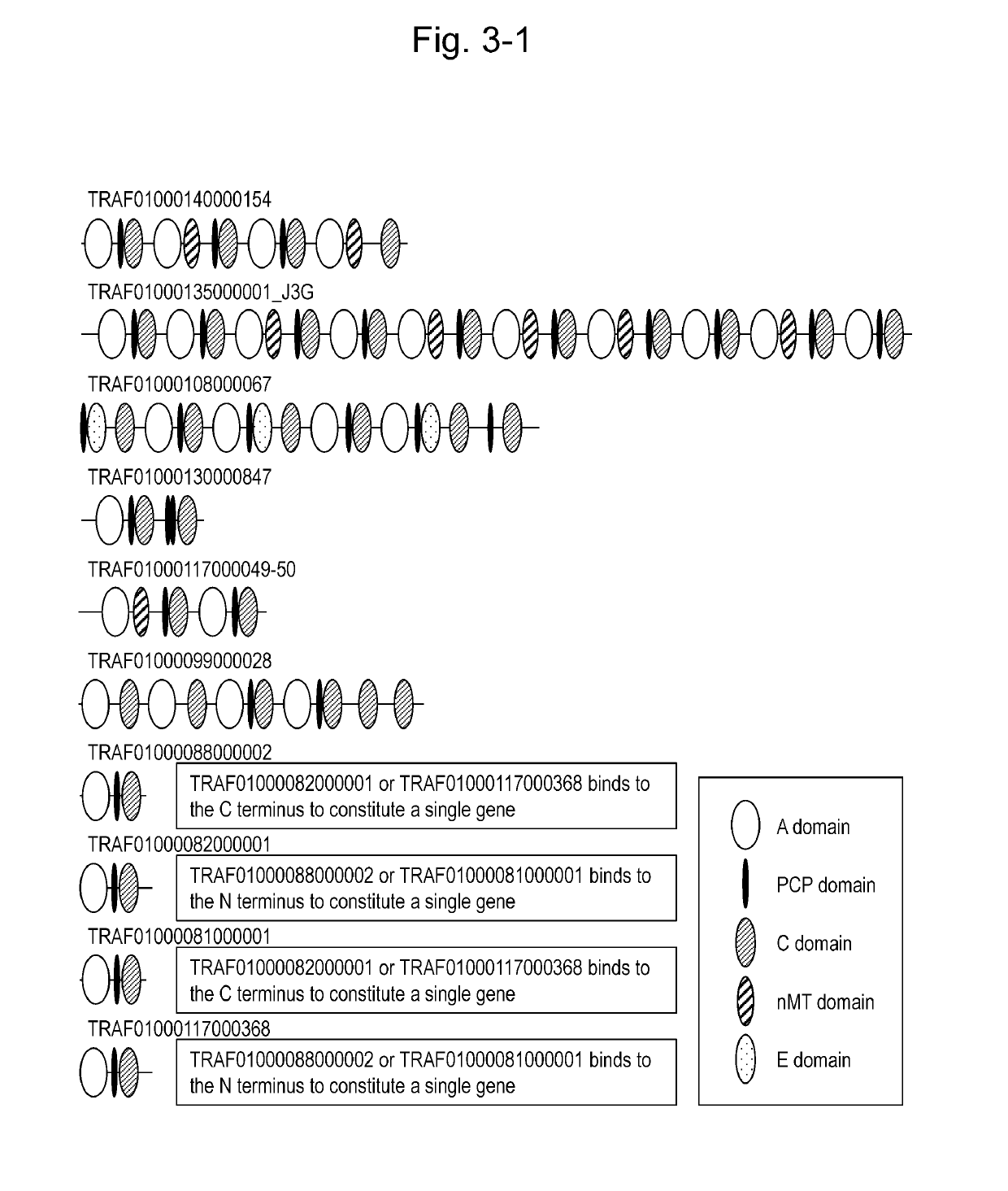 Gene involved in synthesis of cyclic peptide compound, method for producing cyclic peptide compound using the same, and transformant comprising the same