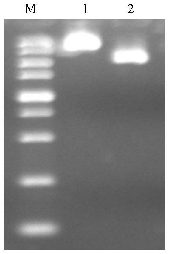 Infectious clone of grape berry necrosis virus and its construction method