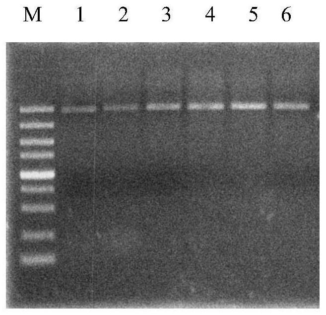 Infectious clone of grape berry necrosis virus and its construction method