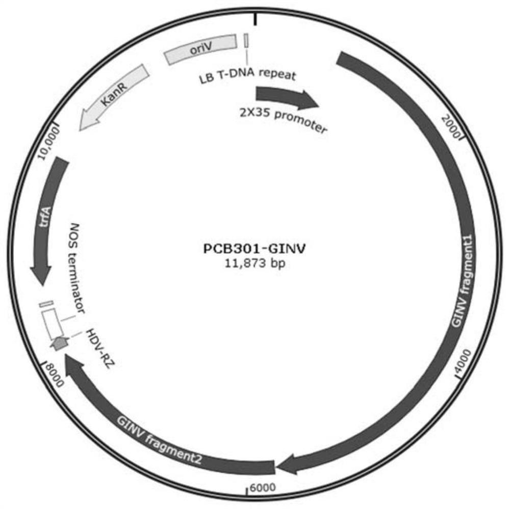 Infectious clone of grape berry necrosis virus and its construction method