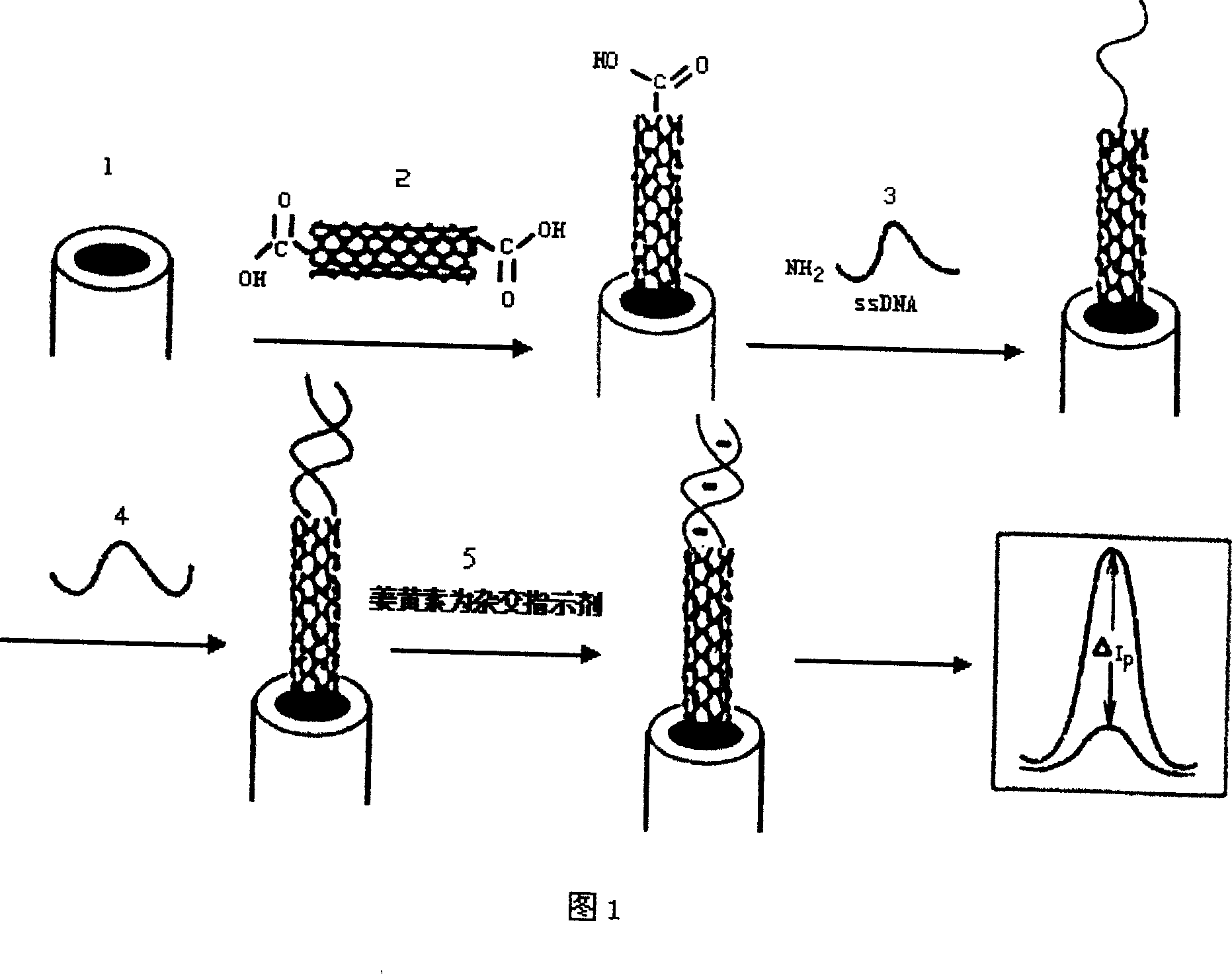 Electrochemical sensor and its prepn process and use