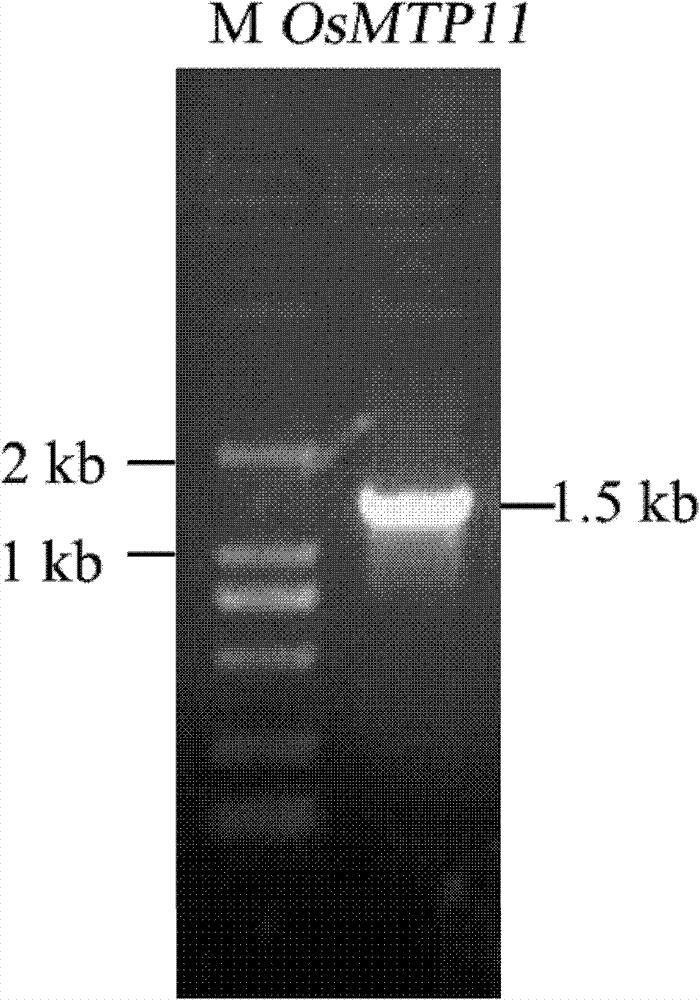 Paddy rice heavy metal inducible tissue specific promoter MTP11P and application thereof